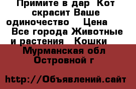 Примите в дар. Кот скрасит Ваше одиночество. › Цена ­ 0 - Все города Животные и растения » Кошки   . Мурманская обл.,Островной г.